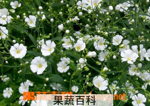 果蔬百科满天星的养殖方法与注意事项