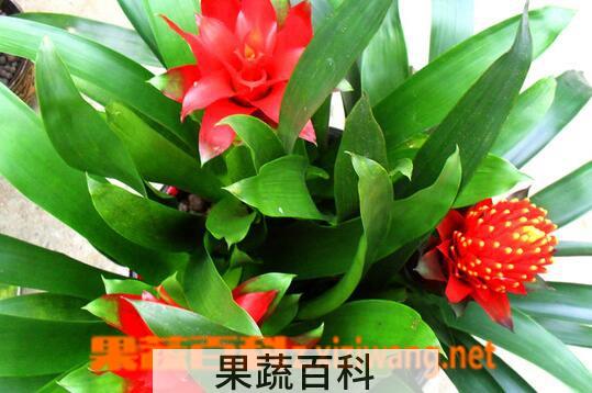 果蔬百科凤梨花的功效