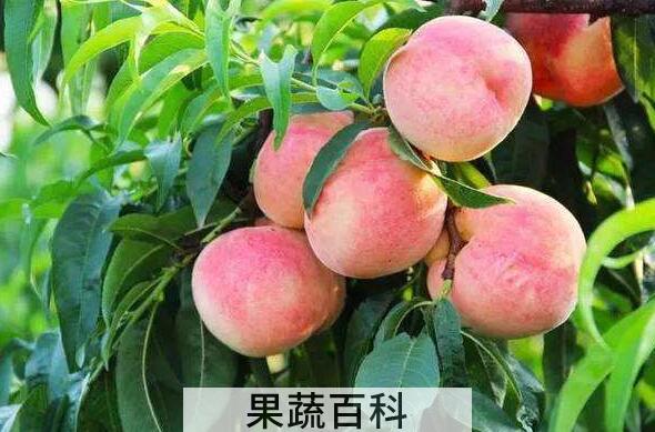 水蜜桃的功效与作用及副作用