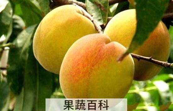 红皮黄桃和黄皮黄桃区别 吃黄桃的好处