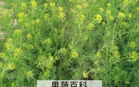 麦蒿油的功效与作用 麦蒿油怎么吃