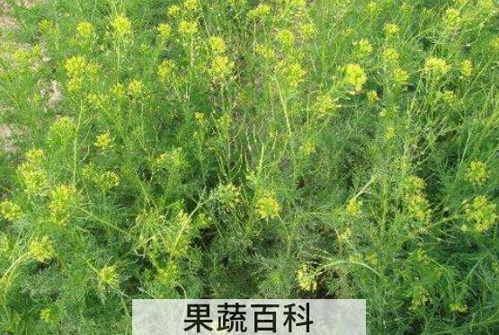 麦蒿油的功效与作用 麦蒿油怎么吃
