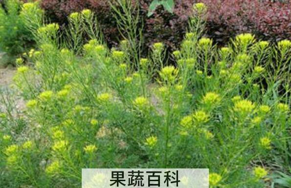 麦蒿的功效与作用 麦蒿的副作用