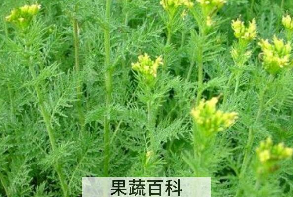 麦蒿的功效与作用 麦蒿的副作用