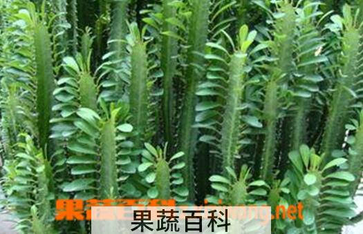 果蔬百科龙骨花的养殖方法与注意事项
