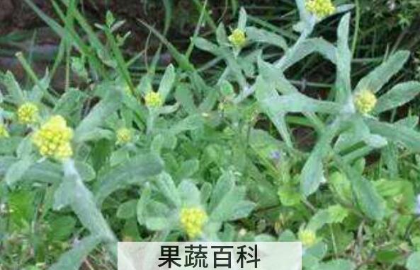 波波蒿的功效与作用