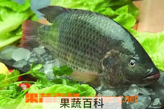 果蔬百科罗非鱼