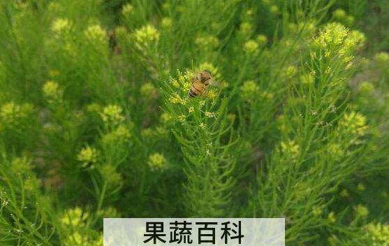 播娘蒿油的功效和作用