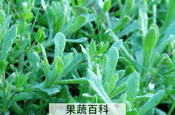 播娘蒿油的功效和作用