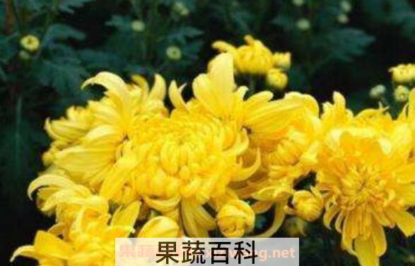怀菊花的功效与作用 喝怀菊花的禁忌