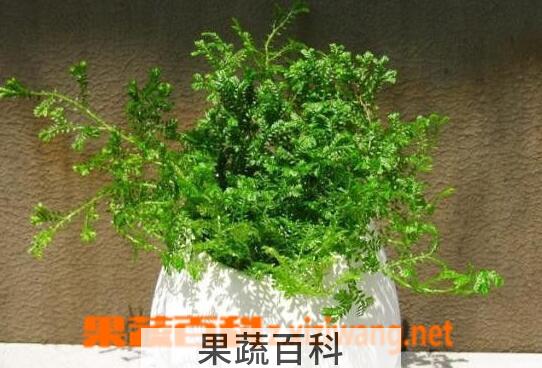 果蔬百科常青藤怎么养