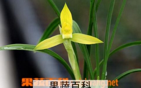 春兰的药用功效与用法