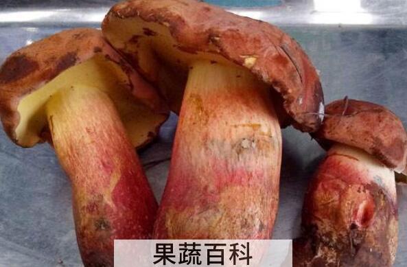 红葱菌如何识别 红葱菌怎么做好吃