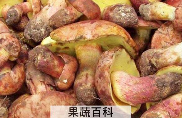 红葱菌如何识别 红葱菌怎么做好吃
