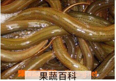 果蔬百科野生黄鳝