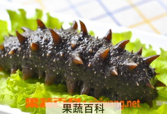 果蔬百科海参