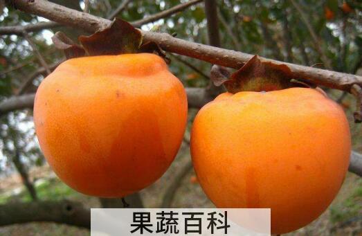 醂柿子怎么做好吃 醂柿子的家常做法教程