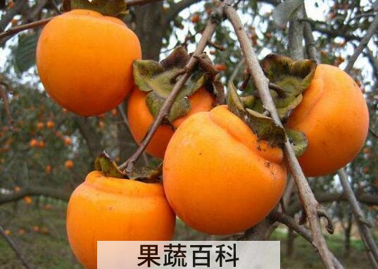 醂柿子怎么做好吃 醂柿子的家常做法教程