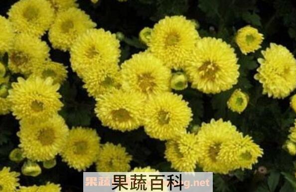 怀菊花茶的功效与作用