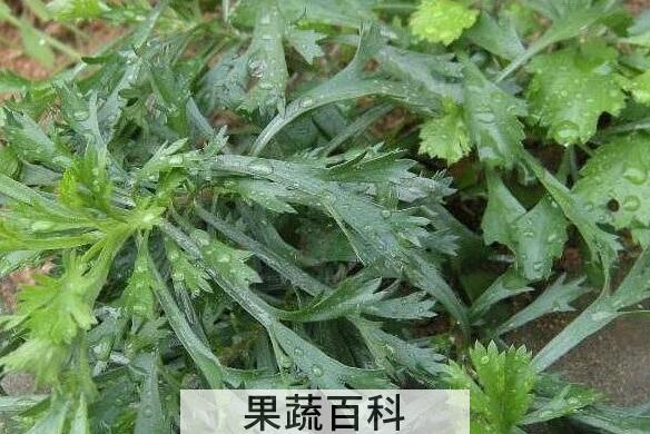 白蒿的功效与作用及食用方法