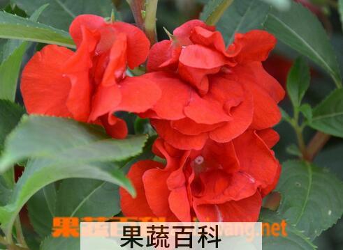 果蔬百科凤仙花能吃吗