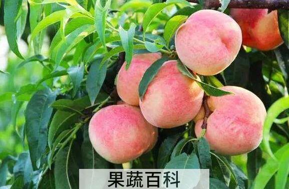 水蜜桃是热性还是凉性 吃水蜜桃的好处与坏处