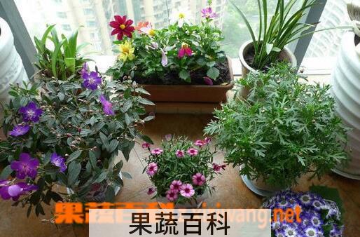 果蔬百科室内养花的禁忌有哪些