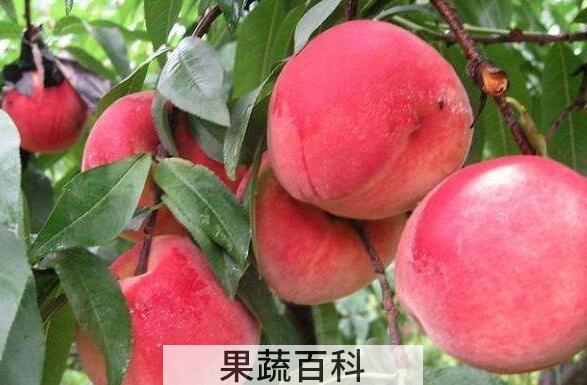 水蜜桃和毛桃的区别 吃水蜜桃的好处