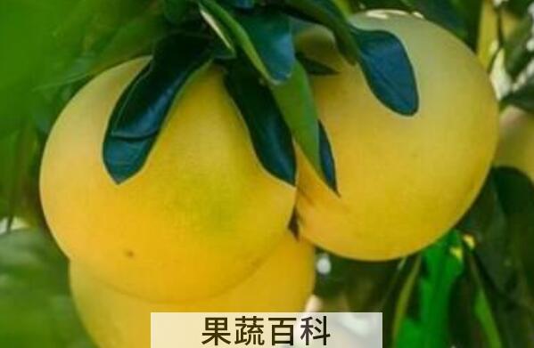 吃柚子有什么好处 吃柚子的好处与功效