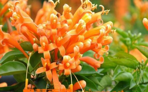 炮仗花的养殖方法与注意事项