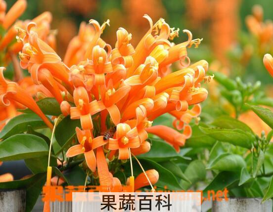 果蔬百科炮仗花的养殖方法与注意事项