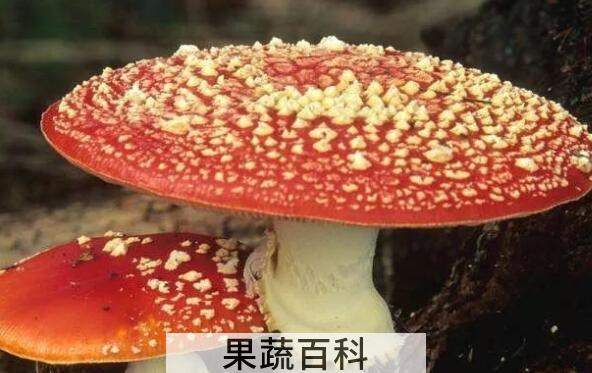 鹅膏菌有毒吗 鹅膏菌为什么不能吃