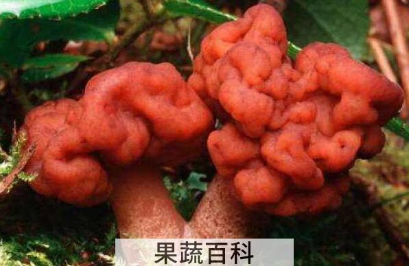 鹿花菌有毒吗 鹿花菌为什么不能吃