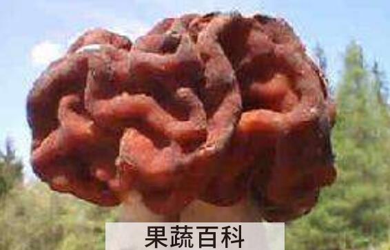 鹿花菌有毒吗 鹿花菌为什么不能吃