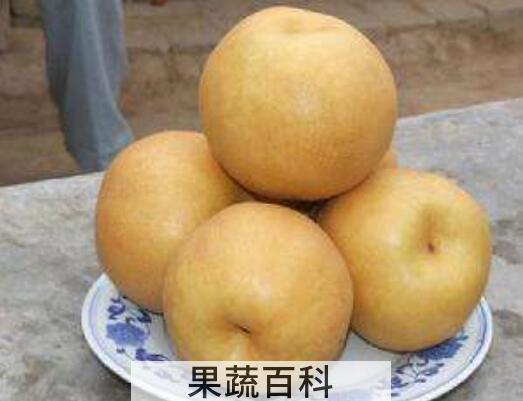 大黄梨的功效与作用 大黄梨怎么吃