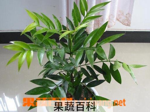 果蔬百科竹柏的养殖方法