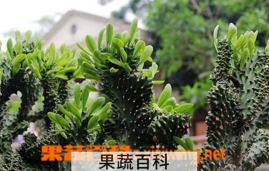 果蔬百科仙人掌白鹃病的症状与防治方法