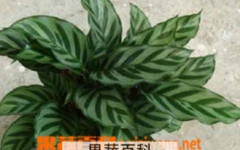 翠叶竹芋的养殖方法与注意事项