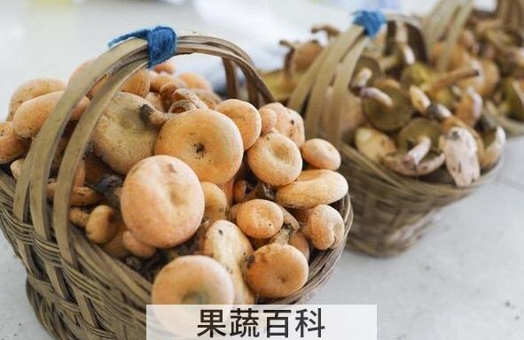 紫花菌的功效与作用