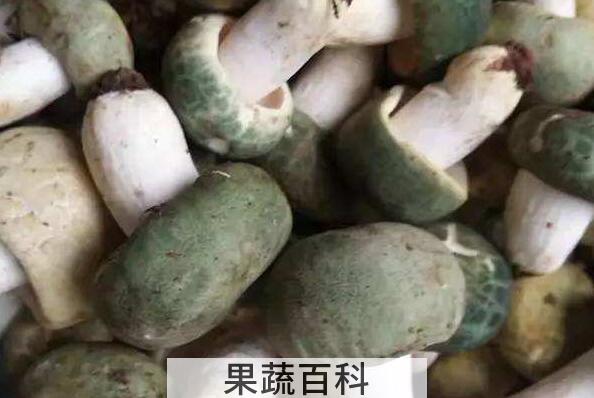 青头菌的功效与作用 青头菌怎么吃