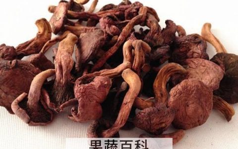 什么是肉蘑 肉蘑的食用方法
