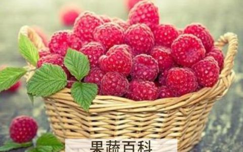 中药覆盆子的功效与作用