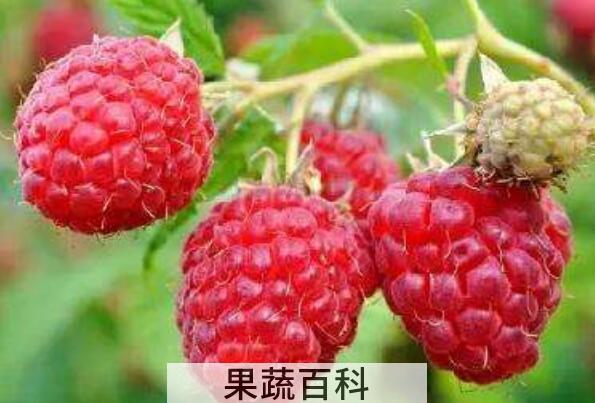 中药覆盆子的功效与作用