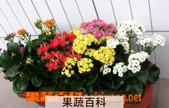 果蔬百科长寿花的叶子发黄怎么办