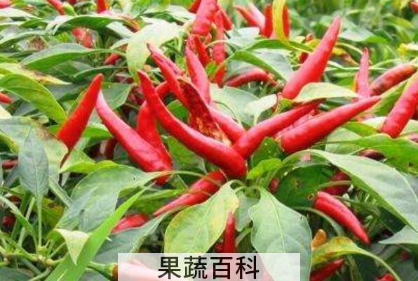 朝天椒和小米椒的区别 朝天椒的功效与作用