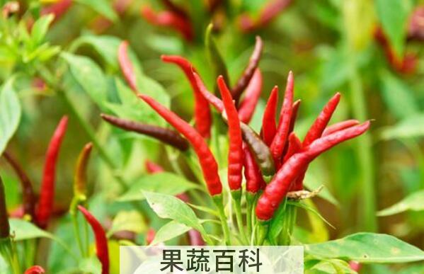 朝天椒和小米椒的区别 朝天椒的功效与作用