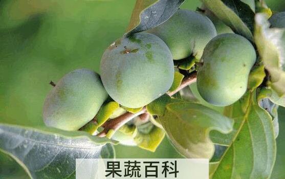 青柿子怎么做成脆柿子