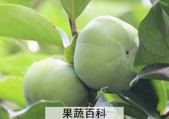 青柿子怎么做成脆柿子