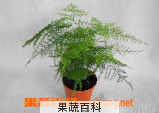 果蔬百科文竹叶子发黄怎么办 