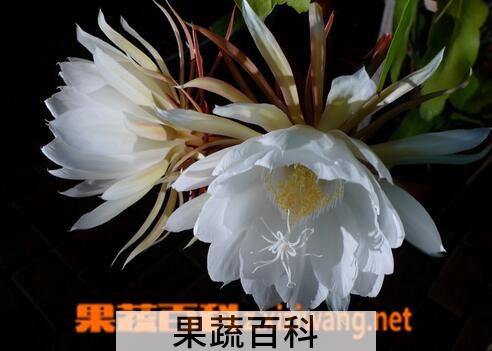 果蔬百科昙花不开花怎么办